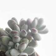 ヒメ日記 2026/03/30 23:01 投稿 橘（タチバナ） アバンチュール(五反田)