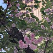 ヒメ日記 2026/04/15 13:16 投稿 橘（タチバナ） アバンチュール(五反田)