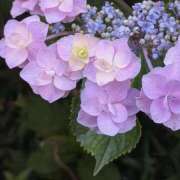 ヒメ日記 2026/06/10 12:01 投稿 橘（タチバナ） アバンチュール(五反田)