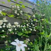 ヒメ日記 2025/05/06 10:08 投稿 美遊(みゆ) Chaleur (シャルール)