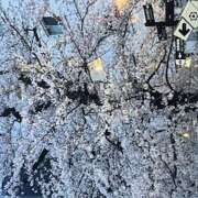 ヒメ日記 2025/03/30 19:02 投稿 西島 鶯うぐ