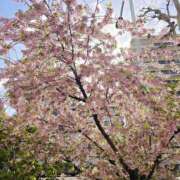 ヒメ日記 2025/04/14 09:16 投稿 すずらん 吉原ファーストレディ