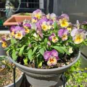 ヒメ日記 2025/04/21 17:16 投稿 すずらん 吉原ファーストレディ