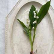 ヒメ日記 2025/04/23 17:36 投稿 すずらん 吉原ファーストレディ