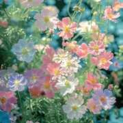 ヒメ日記 2025/04/24 18:50 投稿 すずらん 吉原ファーストレディ