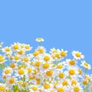 ヒメ日記 2025/04/30 19:36 投稿 すずらん 吉原ファーストレディ