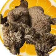 ヒメ日記 2025/05/13 10:26 投稿 すずらん 吉原ファーストレディ