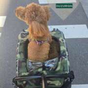 ヒメ日記 2025/05/20 13:16 投稿 すずらん 吉原ファーストレディ