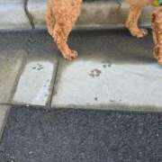 ヒメ日記 2025/09/01 21:16 投稿 すずらん 吉原ファーストレディ