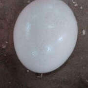 ヒメ日記 2025/07/11 09:53 投稿 あすか WHITE(ホワイト)