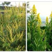 ヒメ日記 2025/10/10 09:00 投稿 あすか WHITE(ホワイト)