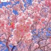 ヒメ日記 2026/03/11 17:15 投稿 あんじゅ 渋谷蘭の会