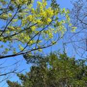 ヒメ日記 2025/04/27 11:06 投稿 さくら [優良人妻店]セレブスタイル（山口～防府～萩）