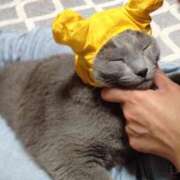 ヒメ日記 2025/10/09 20:01 投稿 新名美緒 プレジデントハウス