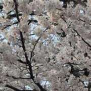 ヒメ日記 2025/04/13 20:34 投稿 さゆり マダムバンク 富山本店