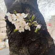 ヒメ日記 2025/04/02 14:53 投稿 みなも 東京巨乳デリヘル おっぱいマート