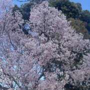 ヒメ日記 2026/03/27 16:25 投稿 るい PINK PLANET