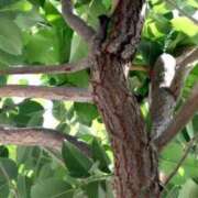 まなか 27日、初出勤が終わって💕 マダム可憐