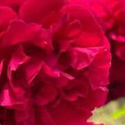 ヒメ日記 2025/04/05 04:18 投稿 いずみ 南国ラブストーリー宮古島