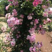 ヒメ日記 2025/04/05 18:03 投稿 いずみ 南国ラブストーリー宮古島