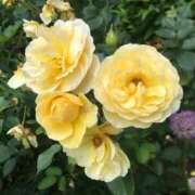 ヒメ日記 2025/04/10 04:21 投稿 いずみ 南国ラブストーリー宮古島