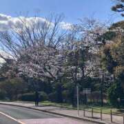 ヒメ日記 2025/04/10 13:15 投稿 常盤【ときわ】 丸妻 西船橋店