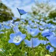 ヒメ日記 2025/05/20 07:12 投稿 ののか 那須塩原人妻花壇