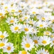 ヒメ日記 2025/06/23 06:33 投稿 ののか 那須塩原人妻花壇