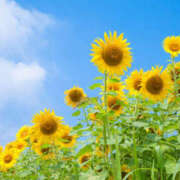 ヒメ日記 2025/08/19 11:27 投稿 ののか 那須塩原人妻花壇