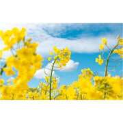 ヒメ日記 2025/08/27 09:12 投稿 ののか 那須塩原人妻花壇