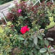 ヒメ日記 2025/06/19 15:37 投稿 さりな ちゃんこ本厚木店