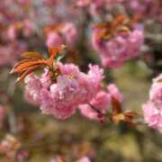 ヒメ日記 2025/05/24 13:16 投稿 沙織 昼顔妻 五反田店