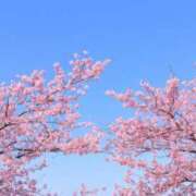 ヒメ日記 2025/04/11 15:26 投稿 さくらこ 人妻美人館