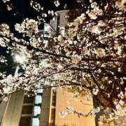 ヒメ日記 2025/04/06 16:37 投稿 るな ぷるるんマダム 難波店