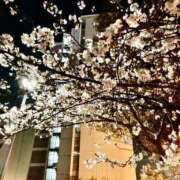 ヒメ日記 2025/04/06 16:55 投稿 るな ぷるるんマダム 難波店