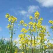 ヒメ日記 2026/03/01 02:46 投稿 るな ぷるるんマダム 難波店