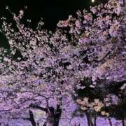 ヒメ日記 2026/04/12 01:30 投稿 るな ぷるるんマダム 難波店