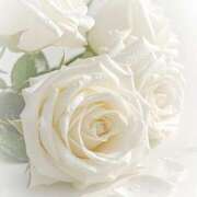 ヒメ日記 2025/04/08 12:08 投稿 椿姫(つばき) グランドオペラ横浜