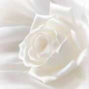 ヒメ日記 2025/04/10 21:08 投稿 椿姫(つばき) グランドオペラ横浜