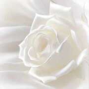 ヒメ日記 2025/08/21 18:06 投稿 椿姫(つばき) グランドオペラ横浜