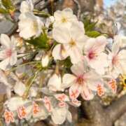 ヒメ日記 2025/04/21 09:06 投稿 春瀬くるみ 月の真珠-新宿-