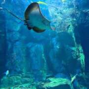 かんな 出勤します^_^ 人妻・若妻デリヘル レディプレイス