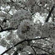 ヒメ日記 2025/03/30 09:49 投稿 しょうこ 人妻花かんざし