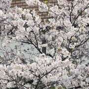 ヒメ日記 2025/04/08 10:00 投稿 しょうこ 人妻花かんざし