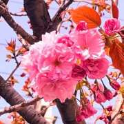 ヒメ日記 2025/04/15 11:11 投稿 しょうこ 人妻花かんざし