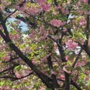 ヒメ日記 2025/04/19 09:45 投稿 しょうこ 人妻花かんざし