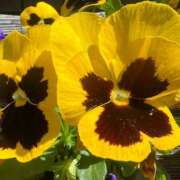 ヒメ日記 2025/05/07 09:58 投稿 しょうこ 人妻花かんざし