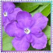 ヒメ日記 2025/05/09 10:36 投稿 しょうこ 人妻花かんざし