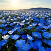 ヒメ日記 2025/05/13 13:05 投稿 しょうこ 人妻花かんざし