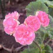 ヒメ日記 2025/05/16 10:11 投稿 しょうこ 人妻花かんざし